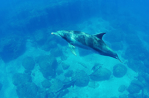 dolphine005.jpg