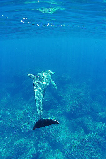 dolphine007.jpg