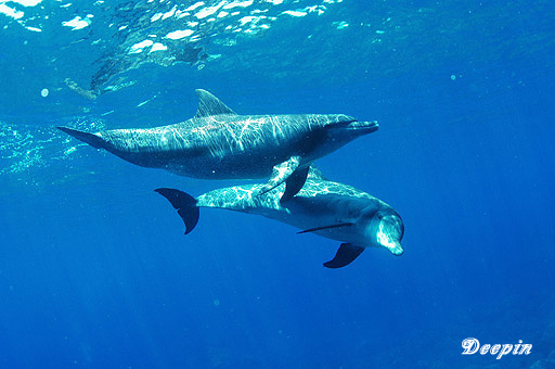 dolphine008.jpg