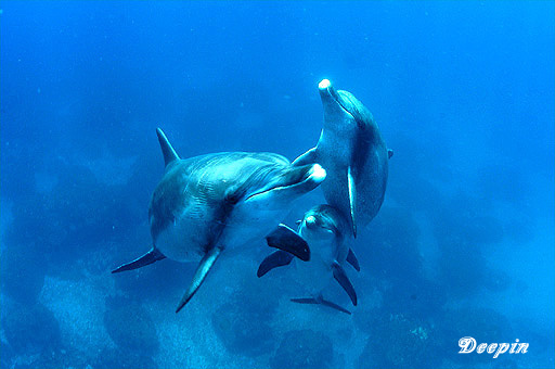 dolphine011.jpg