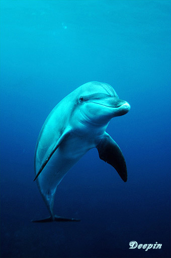 dolphine013.jpg